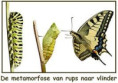 Van rups tot vlinder.